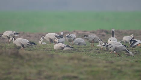 Flock-of-Bar-Headed-Goose-in-Wheat-Fields