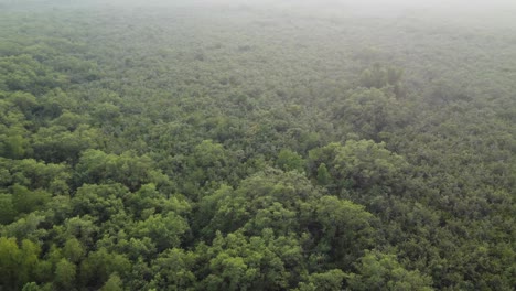 Ariel-view-shot-of-Sundarban,-which-is-one-of-the-biggest-tiger-reserve-forest-in-Asia