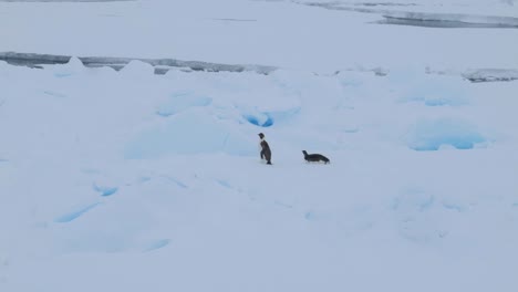 Two-penguins-on-the-sea-ice-in-Antarctica