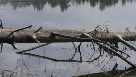 Vögel-Fliegen-Und-Laufen-Auf-Einem-Umgestürzten-Baum-Im-Glatten-Wasser-Der-Lagune