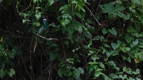 Following-the-insects-flying-around-as-it-chooses-the-best-to-eat,-Blue-bearded-Bee-eater-Nyctyornis-athertoni,-Thailand