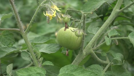 Los-Tomates-Han-Crecido-En-El-árbol.