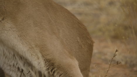 Female-cougar-getting-up-and-walking-off-slow-motion