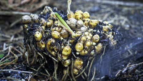 Closeup-of-ginger-and-dirt-mound-being-washed-with-a-hose-of-water-Breathtaking-Footage-of-Ginger-Harvest-home-gardening