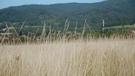 Hohes-Grasfeld,-Das-Sanft-In-Den-Bergen-Der-Landschaft-Schwankt,-Nahaufnahme