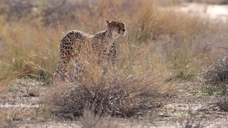 Nahaufnahme-Eines-Gepardenweibchens,-Das-Das-Flussbett-Des-Nossob-Entlangläuft,-Kgalagadi