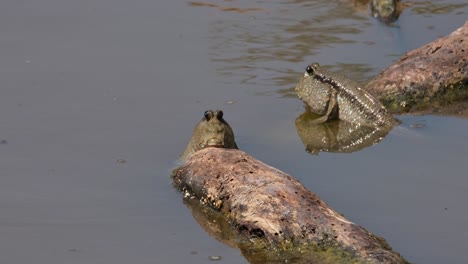 Two-individuals-seen-resting-on-floating-wood-and-then-one-on-the-left-winks-its-left-eye,-Gold-spotted-Mudskipper-Periophthalmus-chrysospilos,-Thailand