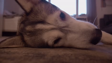 Full-frame-closeup-of-Husky-dog-face-as-she-scratches-her-ear-once