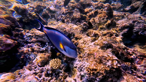 Underwater-scuba-diver-POV-floor-of-Red-Sea-in-Sinai-Egypt-fish-up-close