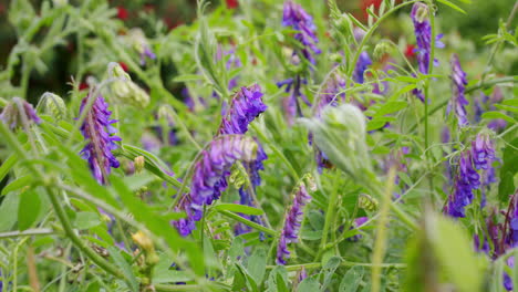 White-tailed-bumblebee,-Bombus-lucorum,-looking-for-nectar-on-fodder-vetch-flower-on-windy-sunny-day-in-garden