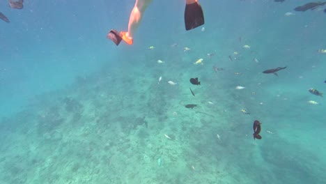 Snorkeling-Tours-In-Oahu-Hawaii