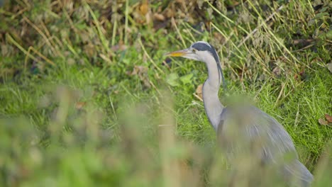 Pájaro-Garza-Gris-En-Un-Humedal-De-Hierba-Fresca,-Pisando-Ligeramente-La-Hierba