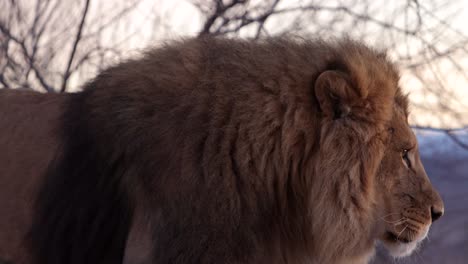 lion-king-of-the-jungle-lifts-head-and-walks-to-top-of-rock-to-overlook-his-pride-showing-blood-from-battle-wound