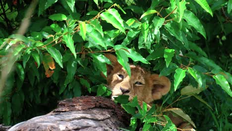 Cachorro-De-León-Soñoliento-Descansando-Detrás-De-Arbustos-En-El-Parque-Masai-Mara,-Kenia,-África
