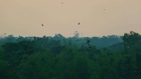 Eine-Gruppe-Greifvögel-Fliegt-Kreisend-über-Dem-Regenwald