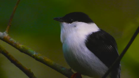 Un-Primer-Plano-De-Un-Saltarín-De-Barba-Blanca,-Manacu-Manacus,-Posado-En-Una-Pequeña-Ramita-De-Un-árbol-En-El-Parque-Nacional-Tayrona,-En-Minca,-Colombia,-En-América-Del-Sur