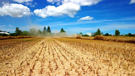 Stork-Harvested-Wheat-Rye-Field-Agriculture-Countryside