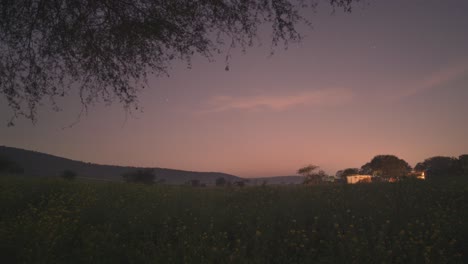 Lapso-De-Tiempo-De-Día-A-Noche-Del-Cielo-Del-Atardecer-Mezclándose-Con-Las-Estrellas-Con-Una-Granja-De-Mostaza-En-Primer-Plano