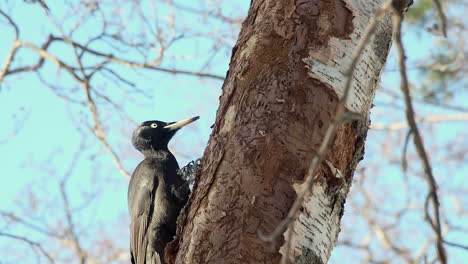 Female-Black-Woodpecker-uses-sharp-beak-to-peck-bark-of-Birch-tree