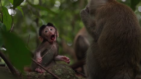 Un-Macaco-Bebé-En-La-Jungla-De-Sumatra-Jugando-Con-Una-Rama