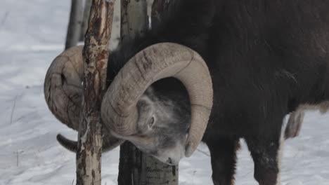 Male-Bighorn-Sheep-Walking-On-Snow-And-Scratches-Head-On-Tree-In-Yukon,-Canada