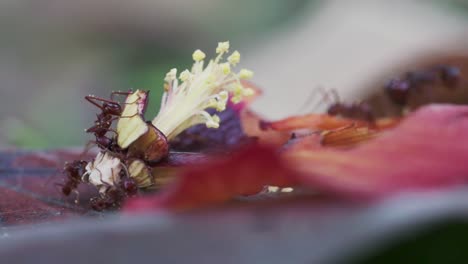 Closeup-macro-of-red-ants-foraging-from-a-red-hibiscus-fallen-flower-petal