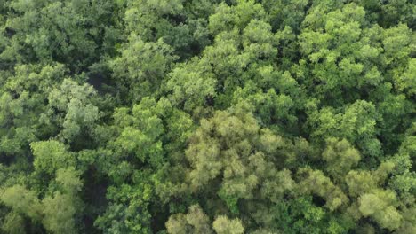 Vista-Aérea-De-Sundarban,-Que-Es-Uno-De-Los-Bosques-De-Reserva-De-Tigres-Más-Grandes-De-Asia.