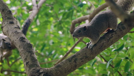 Alerted-Pallas's-Squirrel-or-Red-bellied-Tree-Squirrel-Walking-on-Branch-in-Nha-Trang-Park,-Vietnam---Side-View