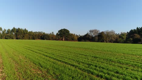 Campos-Verdes-En-Primavera-Con-El-Cielo-Azul-De-Fondo