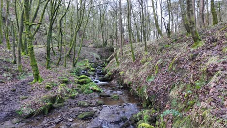 Small,-slow-moving-woodland-stream,-flowing-slowly-through-the-forest-trees