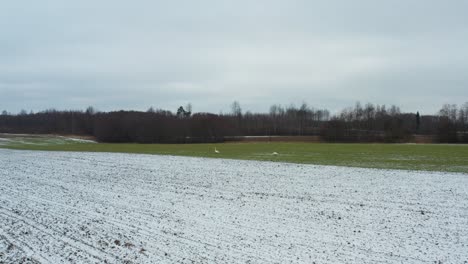 Slow-aerial-approach-toward-swan-pair-on-green-field,-scared-and-fly-away