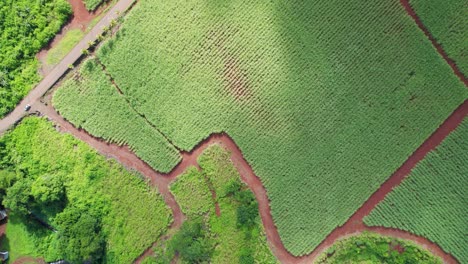 Vibrantes-Campos-De-Caña-De-Azúcar-Atravesados-Por-Un-Río-Fangoso,-Exuberante-Vegetación,-Vista-Aérea