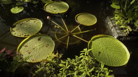 Hojas-De-Lirio-En-El-Jardín-Nacional-Japonés