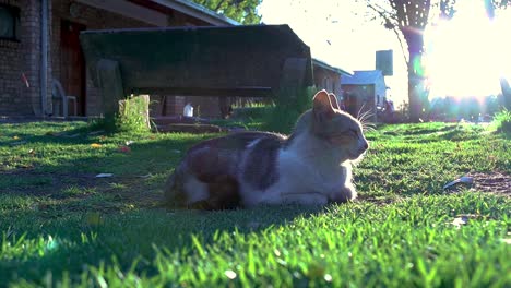 Eine-Aufschlussreiche-Aufnahme-Einer-Schläfrigen-Hauskatze,-Die-Bei-Sonnenuntergang-Ruhig-Auf-Dem-Rasen-Liegt