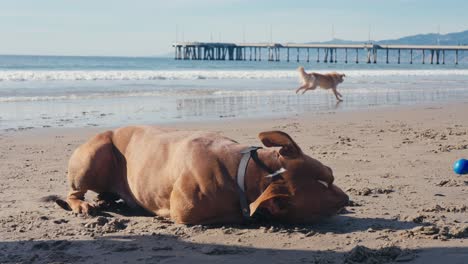 Perros-Felices-En-La-Playa,-Pitbull-Tirado-Con-Pelota-De-Juguete-En-La-Boca,-Golden-Retriever-Corriendo,-Cámara-Lenta