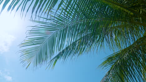 Close-up-coconut-palm-leaf-swaying-in-the-wind-against-sun-light-and-blue-sky