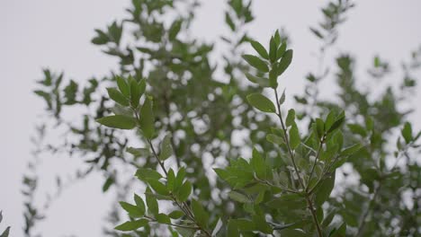 Close-up-slow-motion-shot-of-lush-leaves-and-branches-swaying-in-the-wind