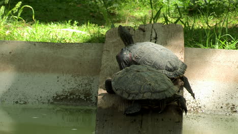 Dos-Pequeñas-Tortugas-Negras-Sobre-Una-Tabla-Que-Sobresale-Del-Lago