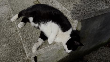 Simpático-Gato-Blanco-Y-Negro-De-Esmoquin-Mostrando-El-Vientre-En-Escaleras-De-Piedra