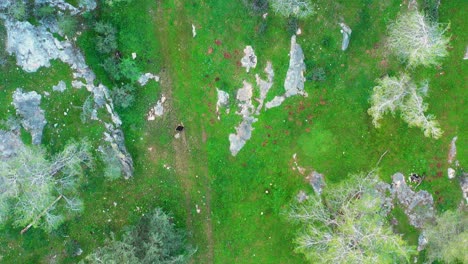 Top-view-of-a-person-jogging-in-an-Israeli-urban-forest