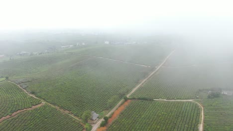 Riesige,-In-Nebel-Gehüllte-Teehügel-Im-Nordwestlichen-Hochland---Vietnam