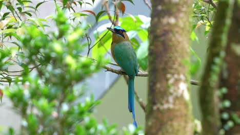 Eleganter-Amazonasmotmot-Mit-Wunderschönem-Langen-Schwanz,-Der-Auf-Einem-Ast-Thront,-Sich-In-Seiner-Umgebung-Umsieht,-Seine-Flügel-Ausbreitet-Und-Davonfliegt,-Nahaufnahme-In-Zeitlupe