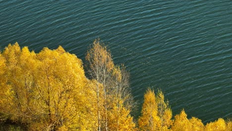 Beautiful-golden-colored-leaves-on-trees-swaying-in-gentle-breeze-at-lake