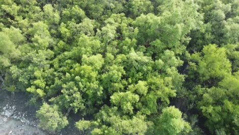 Ariel-view-shot-of-Sundarban,-which-is-one-of-the-biggest-tiger-reserve-forest-in-Asia