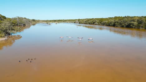 Laguna-Cerca-De-Celestún-Llena-De-Flamencos-Nadando-Al-Aire-Libre-En-Una-Bandada