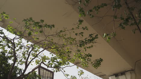 Windiger-Tag,-Raschelnde-Blätter-An-überhängenden-Zweigen