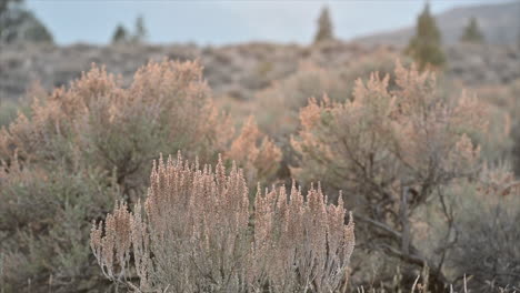 Sagebrush-Silhouettes:-The-Subtle-Beauty-of-the-Grasslands