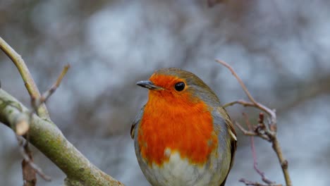 Wild-robin-redbreast-sitting-on-a-branch-in-winter