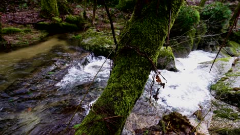 Verdant-Bugio-River-Flow,-Barrias-Forest,-Felgueiras,-Portugal