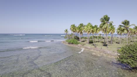 Ocean-waves-crash-gently-above-shallow-reef-flats-below-Palm-tree-grove,-Asserradero-Samana-Dominican-Republic